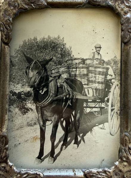 Αναστάσιος Τσούρης του Παντελή